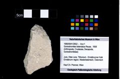 Foto (Objekt + Etikett) von Goniodromites bidentatus (Reuss, 1858)  (NHMW-GEO-1990-0041-2652)